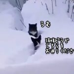 深雪の中で動けなくなった猫の為、犬が雪をかき分けて通り道を作る