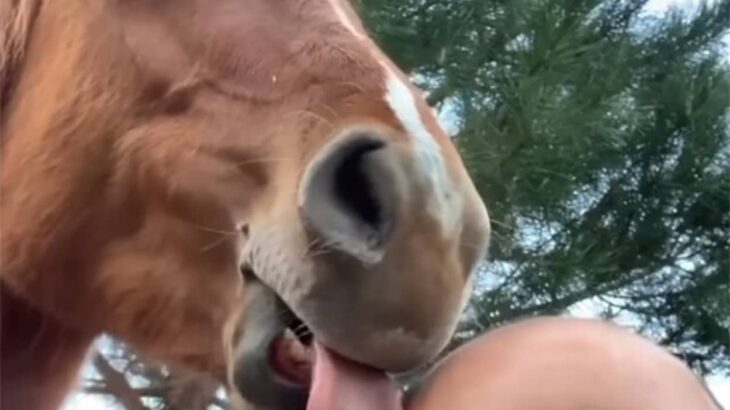 目の不自由な馬、誰よりも飼い主のつるつる頭を愛する