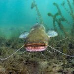 実は魚はおしゃべりだった。多くの魚が音でコミュニケーションしていることが判明（音声あり）