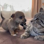 猫、はじめて対面する小犬にタジタジタジータ