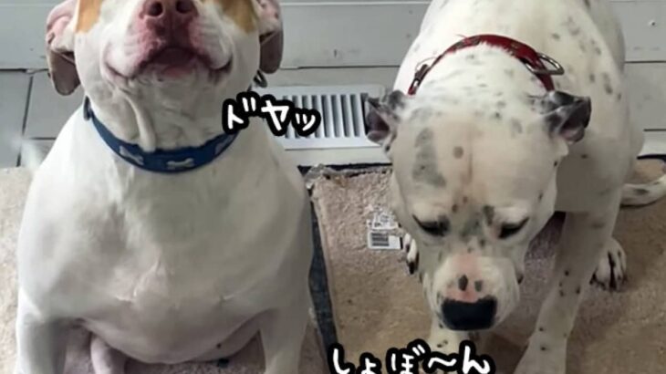 満面のドヤ顔としょんぼり顔。盗み食いをした犬の対照的な反応が面白い