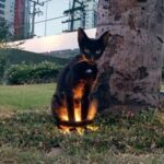 異世界に通じているのか？猫の魔性を垣間見た10の瞬間