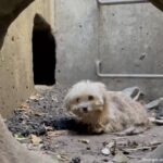 雨水管の奥深くに入り込み、出られなくなってしまった犬。絶望の中、偶然発見され救助される