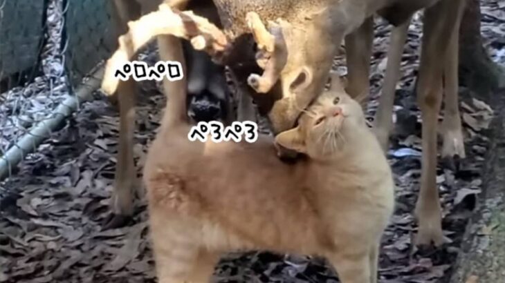 茶トラ猫が好きすぎる鹿たち。猫を追いかけ舐め舐めグルーミングするやさしい世界