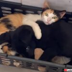 猫と犬が力を合わせて子猫の幸せを！