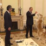 【画像】日本がプーチンにあげた秋田犬の末路ｗｗｗｗｗｗｗｗ