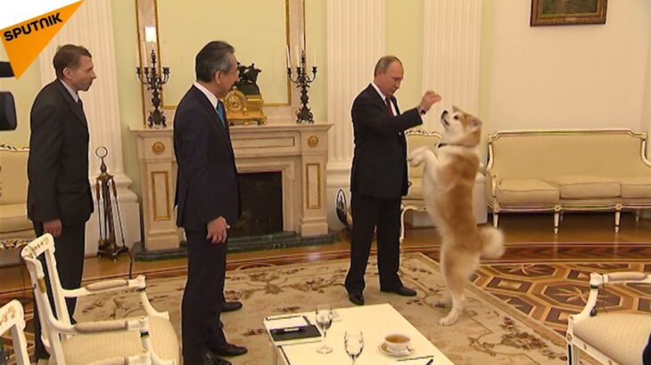 【画像】日本がプーチンにあげた秋田犬の末路ｗｗｗｗｗｗｗｗ