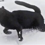 黒猫ガーラさん「雪ってサイコー！」と、一面の雪景色を背景に夢中になって駆けまわる