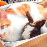 陽だまりの中でぬくぬくしよう！猫とウサギ、仲良しファミリーの日向ぼっこ