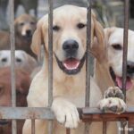 戦闘が続くアフガニスタンから300匹以上の犬猫を脱出させることに成功。カナダで養子縁組の手配