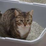 猫砂の起源。猫砂を最初に考案した男性の物語