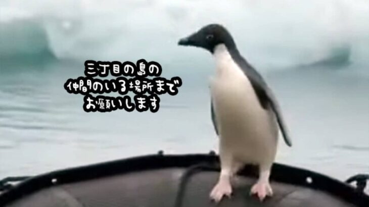 「あの島までお願いします」人間のボートをタクシー代わりに使うペンギン