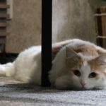 猫も飼い主の気持ちに共感する。飼い主が不安を抱えていると猫も不安になる