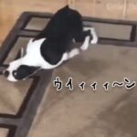 新しいカーペットが好きすぎて掃除機と化す犬