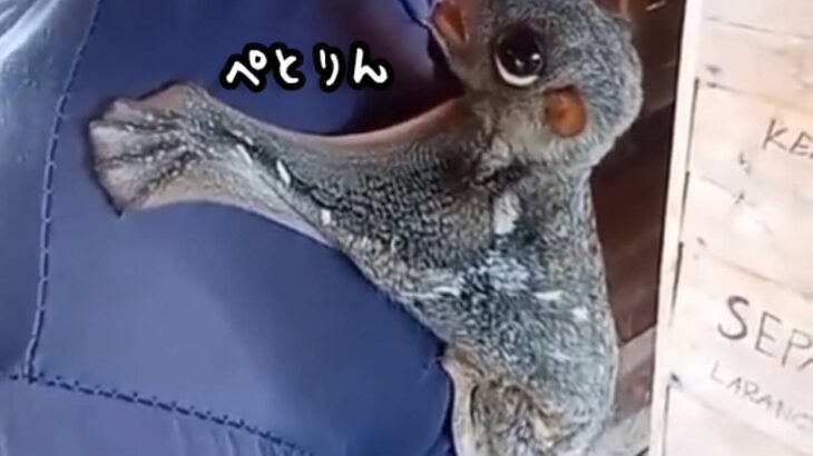 こんなかわいい生き物が実在するだと？背中に張り付いて甘えるマレーヒヨケザル