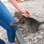 街角で可愛い子猫に出会った！人懐っこい子猫としばしイチャコラを楽しむ動画