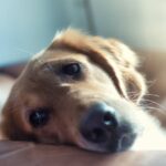 犬は仲間の死を悲むことが新たな調査結果で明らかに