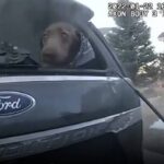 燃えさかる車の中に取り残された犬、保安官による奇跡の救出劇