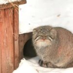 シベリア動物園のマヌルネコ、雪の中でのモコモコまんまるキュートな動きを堪能しよう