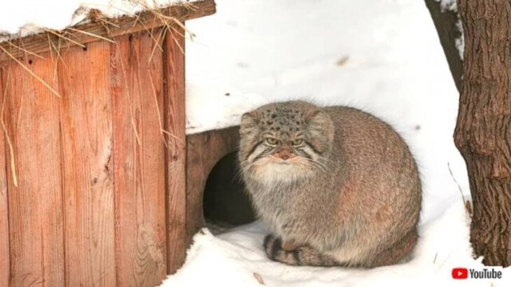 シベリア動物園のマヌルネコ、雪の中でのモコモコまんまるキュートな動きを堪能しよう