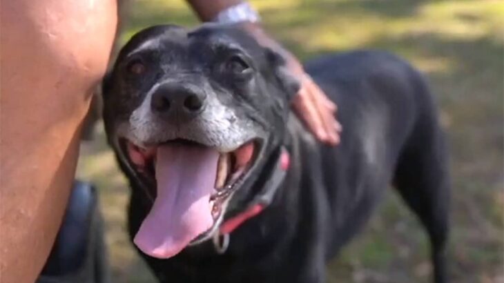 湖に転落した車椅子の飼い主を助けたい一心で吠え続けた犬。通行人らに発見され無事救助