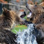 【悲報】行方不明のヒグマさん、戦闘能力がヤバすぎると話題に…お前らの想像してる5倍はヤバイｗｗｗｗ