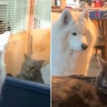 「どうかボクとお友だちになってください…！」猫が好き過ぎるサモエド犬、猫と暮らす夢が叶えられる