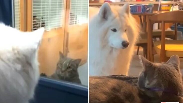 「どうかボクとお友だちになってください…！」猫が好き過ぎるサモエド犬、猫と暮らす夢が叶えられる