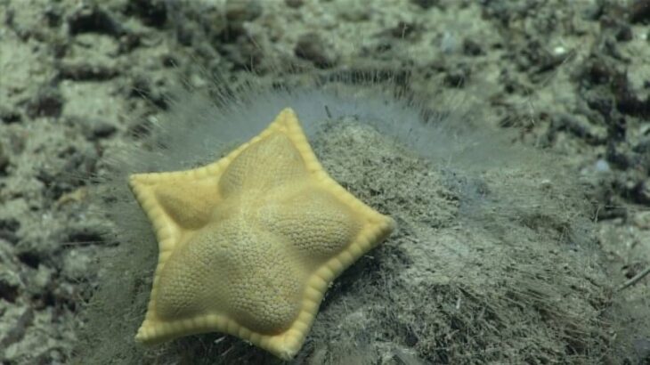 おいしそうすぎる？アメリカ南東部の深海でラビオリのようなヒトデを発見