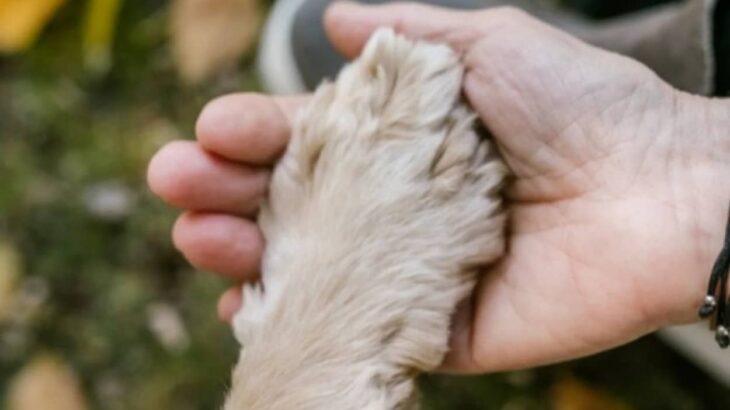 愛犬を手放さなければならなかった患者の為、自らが犬を引き取り患者と再会させた看護師