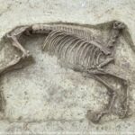 1400年前の墓地から首なし馬の遺骨が発見される。いったいなぜ？