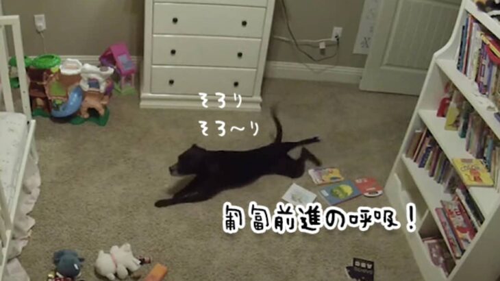 絶対に入ってはいけない。その言いつけを破った犬が赤ちゃん部屋に侵入、その喜びっぷりたるや！