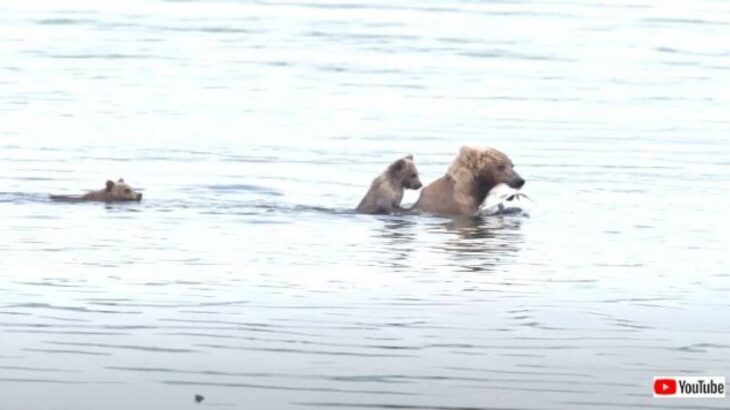 ママの背中のタクシーだ！ヒグマの子、お母さんの背中にちゃっかり乗って川を渡る