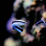 魚も鏡に映った姿を自分であると認識できることを再確認（鏡像認知）