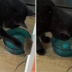 猫が知らぬ間にネズミと友達になっていた件。同じ皿の水を飲んでいた