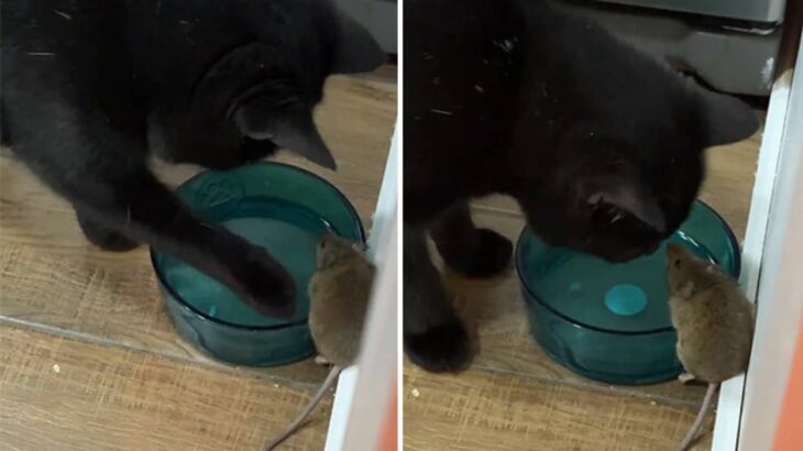 猫が知らぬ間にネズミと友達になっていた件。同じ皿の水を飲んでいた