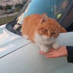 「猫ちゃん、おはよう！」朝、クルマのボンネットでにゃんこが熟睡していたんだけど…