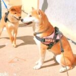 柴犬「ママ、ボクのこと忘れちゃったの？」久しぶりに再会した我が子に対する母犬の反応が薄かった…