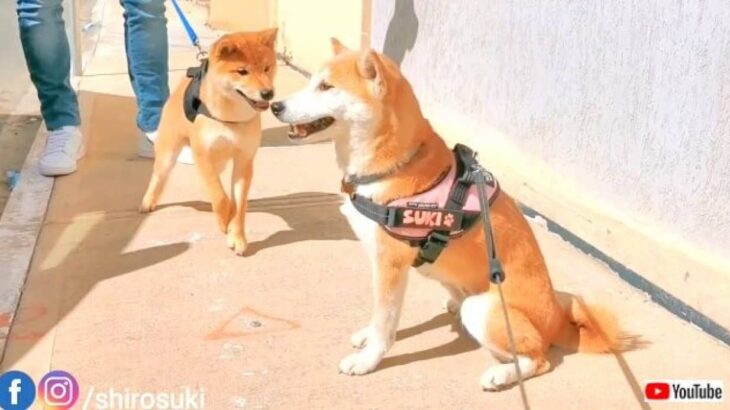 柴犬「ママ、ボクのこと忘れちゃったの？」久しぶりに再会した我が子に対する母犬の反応が薄かった…