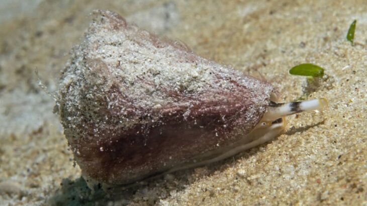 深海のイモガイから未知なる毒が発見される。新しい鎮痛剤に利用できる可能性