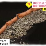 【原因不明】東京・大田区の川で「1000匹以上の魚」が浮かんでいるのが見つかる！水質調査や酸素濃度は異常なし