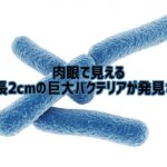 肉眼で見える巨大細菌が発見される。なんと1円玉サイズの最大2cm