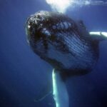 クジラのフンが地球を救うかもしれない。海面の天然肥料として人工のクジラのフンを開発