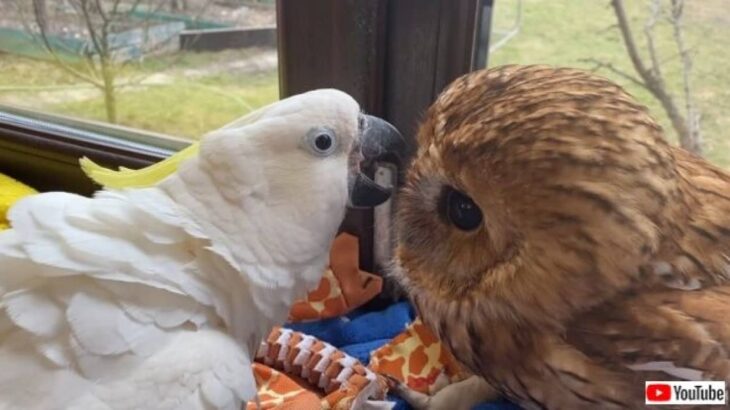 オウムにコキンメフクロウ、猫も犬もアライグマも！ウクライナの首都キエフには、動物園のようなおうちがあった