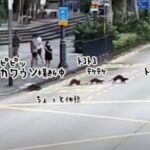 こんなニュースだけ見ていたい。マイペースなカワウソたちの道路横断。警察が交通規制をしてくれた