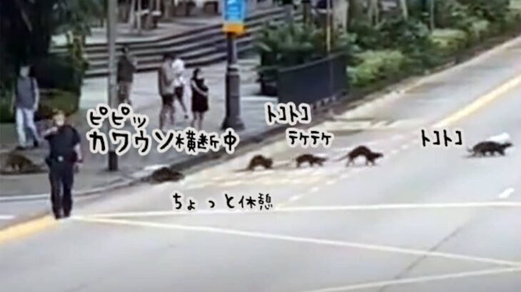 こんなニュースだけ見ていたい。マイペースなカワウソたちの道路横断。警察が交通規制をしてくれた