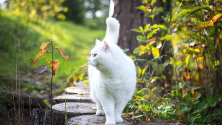 「子供たちを助けてください」野良の母猫、2匹の子猫を連れて人間の家にやってくる