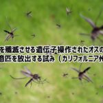 24億匹の遺伝子組み換えされたオスの蚊が放出予定。危険な伝染病を食い止める切り札となるか？