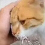 愛猫は見ていた。野良猫といちゃついている飼い主を見た飼い猫のジェラス