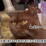 猫は水滴が落ちるのを見て万有引力の法則を発見した